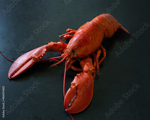 Fresh cooked Atlantic lobster on a black marble counter. photo