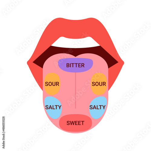 Anatomical map of tongue with parts sense taste. Taste buds, structure sections on tongue bitter, salty, sour, sweet. Vector illustration