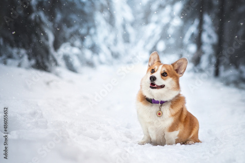 welsh corgi pembroke dog winter snow