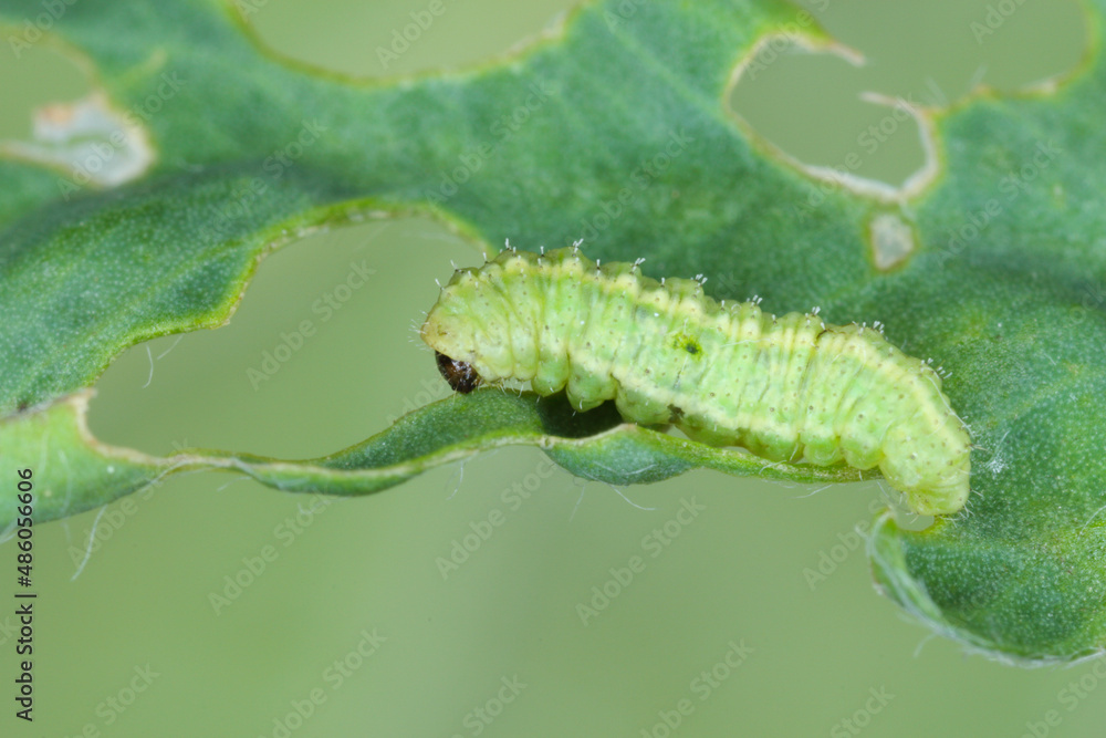 Larva of Lucerne weevil - Hypera postica on a damaged alfalfa plant. It is a dangerous pest of this crop plant.