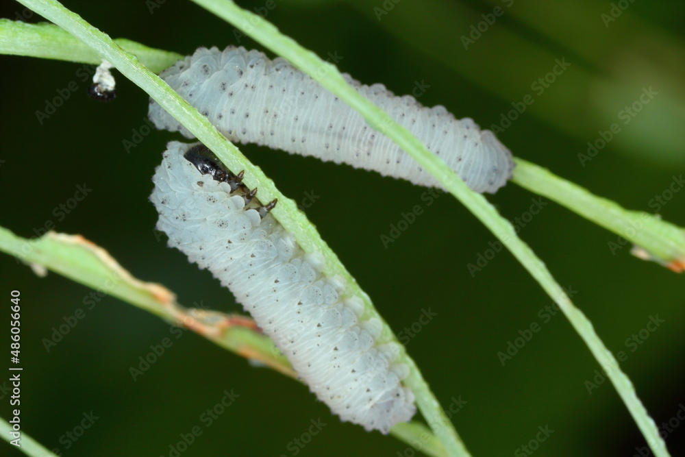 Solomon's seal sawfly larvae, Phymatocera aterrima on green leaves of a Polygonatum multiflorum Solomon's seal sawfly larvae, Phymatocera aterrima on green leaves of a Polygonatum multiflorum