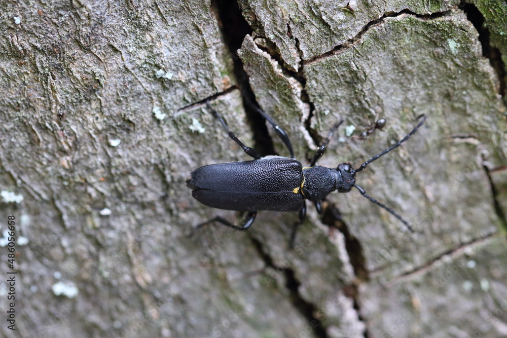 Obraz premium Stictoleptura scutellata is a species of flower longhorn beetles belonging to the family Cerambycidae, subfamily Lepturinae.