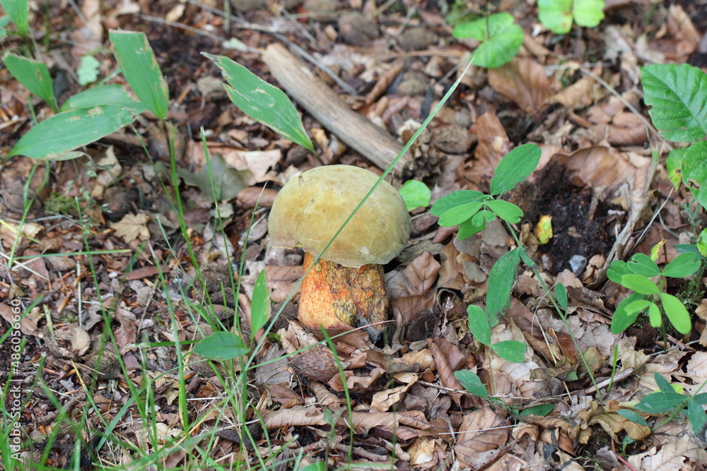 Suillellus luridus (formerly Boletus luridus), commonly known as the lurid bolete with forest trees in the background