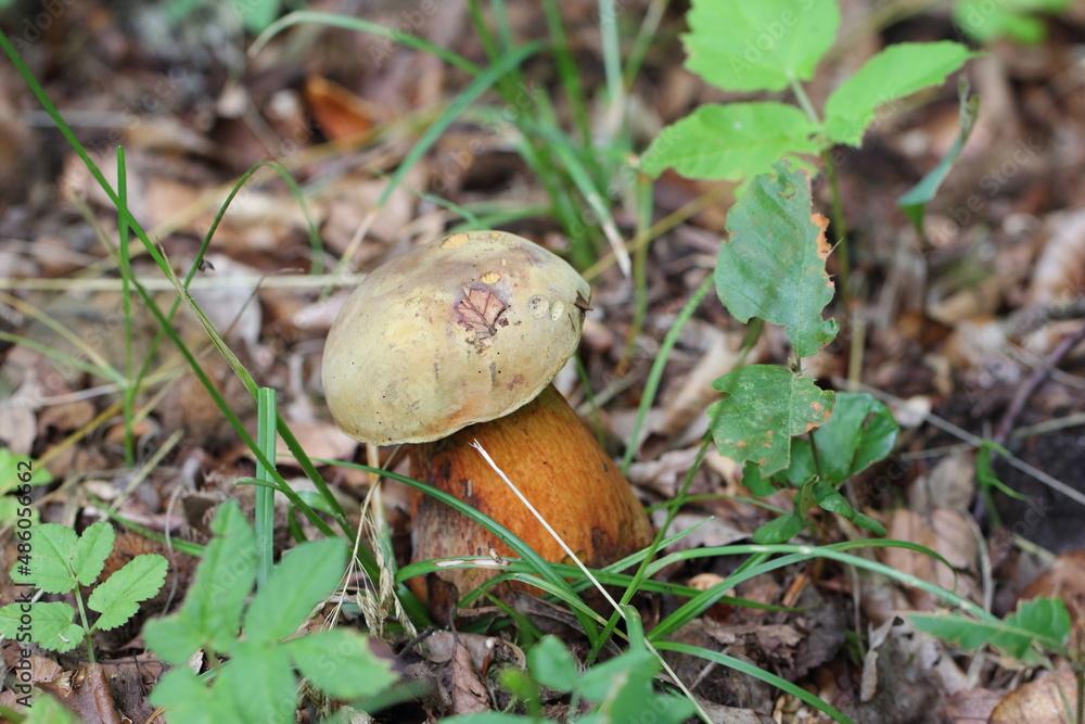 Suillellus luridus (formerly Boletus luridus), commonly known as the lurid bolete with forest trees in the background Suillellus luridus (formerly Boletus luridus), commonly known as the lurid bolete with forest trees in the background