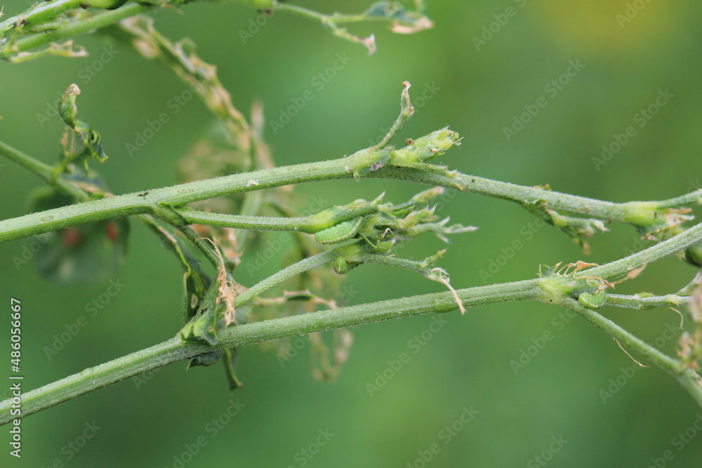 Alfalfa plant damaged by larvae of Lucerne weevil - Hypera postica. It is a dangerous pest of this crop plant. Alfalfa plant damaged by larvae of Lucerne weevil - Hypera postica. It is a dangerous pest of this crop plant.