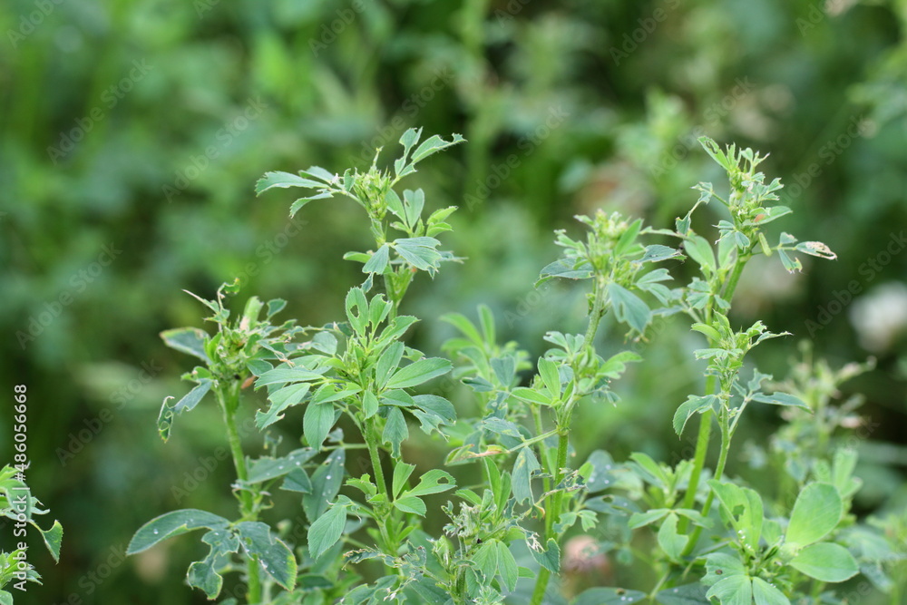 Alfalfa plant damaged by larvae of Lucerne weevil - Hypera postica. It is a dangerous pest of this crop plant. Alfalfa plant damaged by larvae of Lucerne weevil - Hypera postica. It is a dangerous pest of this crop plant.