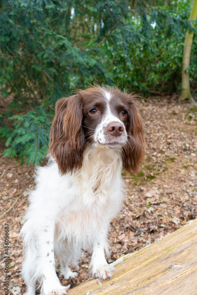 Close up shot of young spaniel dog as she stands with her feet on a fallen log whilst out for exercise in the English countryside.