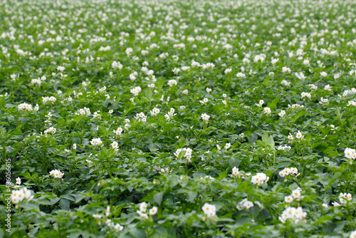 Blossoming of potato fields, potatoes plants with white flowers growing on farmers fiels