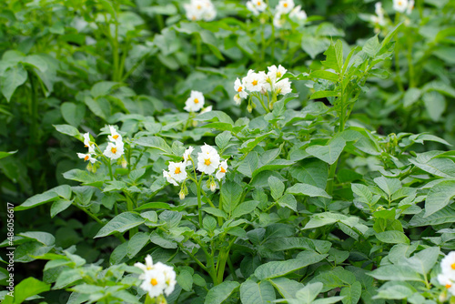 Blossoming of potato fields, potatoes plants with white flowers growing on farmers fiels