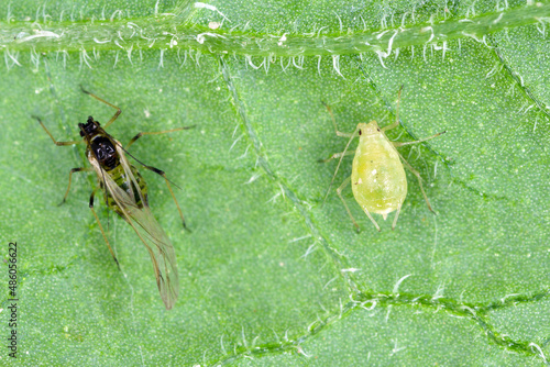 Winged and wingless form of Myzus persicae, known as the green peach aphid or the peach-potato aphid on the underside of potato leaves. photo