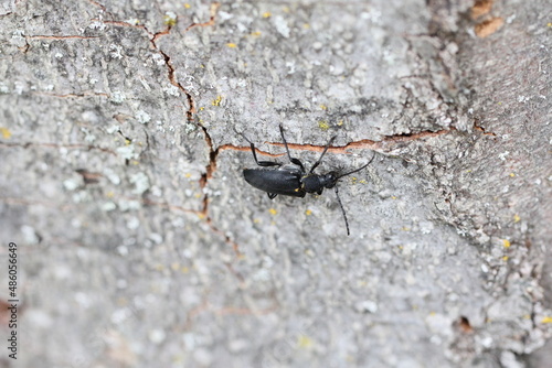 Stictoleptura scutellata is a species of flower longhorn beetles belonging to the family Cerambycidae, subfamily Lepturinae. photo