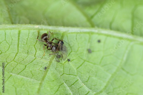 An ant drinking the honeydew secreted by the winged beet aphid. © Tomasz