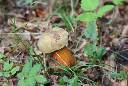 Suillellus luridus (formerly Boletus luridus), commonly known as the lurid bolete with forest trees in the background photo
