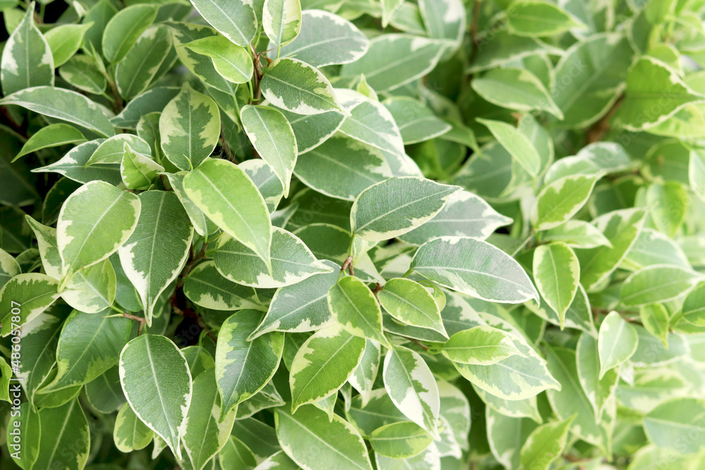 Green leaves of Ficus Benjamina. Beautiful natural background. selective focus Green leaves of Ficus Benjamina. Beautiful natural background. selective focus