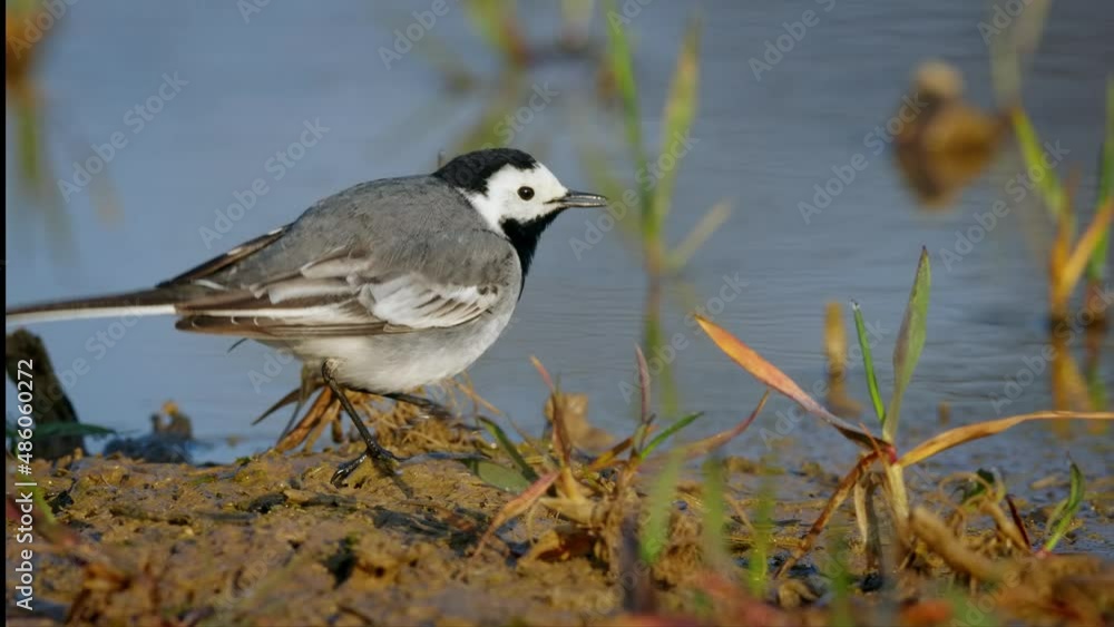 White wagtail (Motacilla alba), bird foraging for food on the ground White wagtail (Motacilla alba), bird foraging for food on the ground