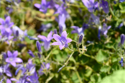 Dalmatian bellflower