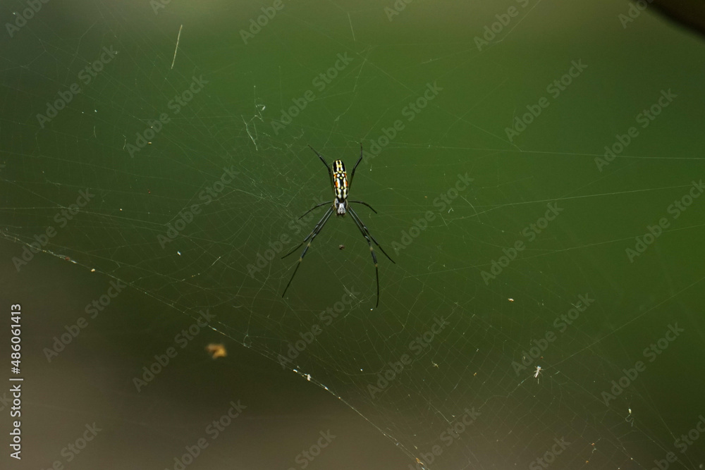 Aranha de Jardim Aranha de Jardim