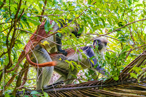 Photo of Red Colobus monkey copulating on the branch. Zanzibar, Tanzania. Piliocolobus tephrosceles photo