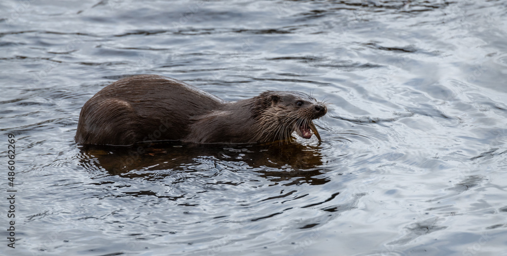 Fototapeta premium Wild European otter in the Teviot River, Scottish Borders, United Kingdom