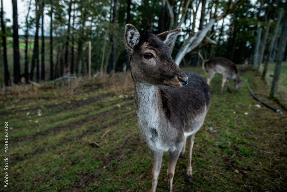 Fototapeta premium Animal roe deer looking at the camera, close-up
