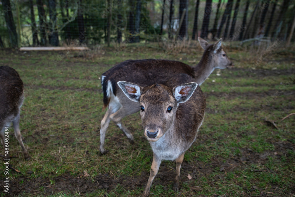 Animal roe deer looking at the camera, close-up Animal roe deer looking at the camera, close-up