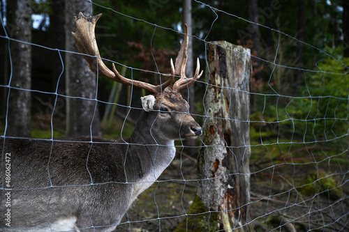 Fotografie Deer with branchy antlers behind a protective net in an animal park