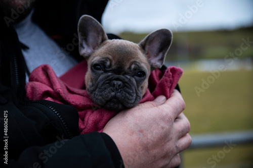 Fototapeta Naklejka Na Ścianę i Meble -  French bulldog puppy in the arms of a big man, close-up
