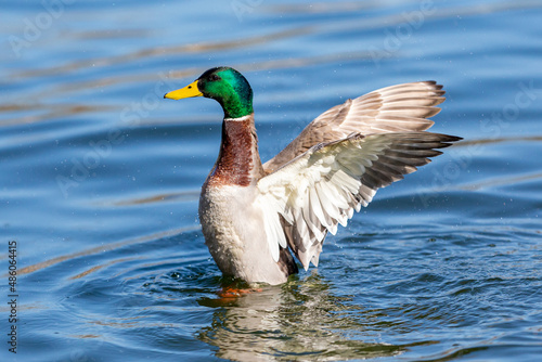Colorful duck with open wings on the waters of the pond