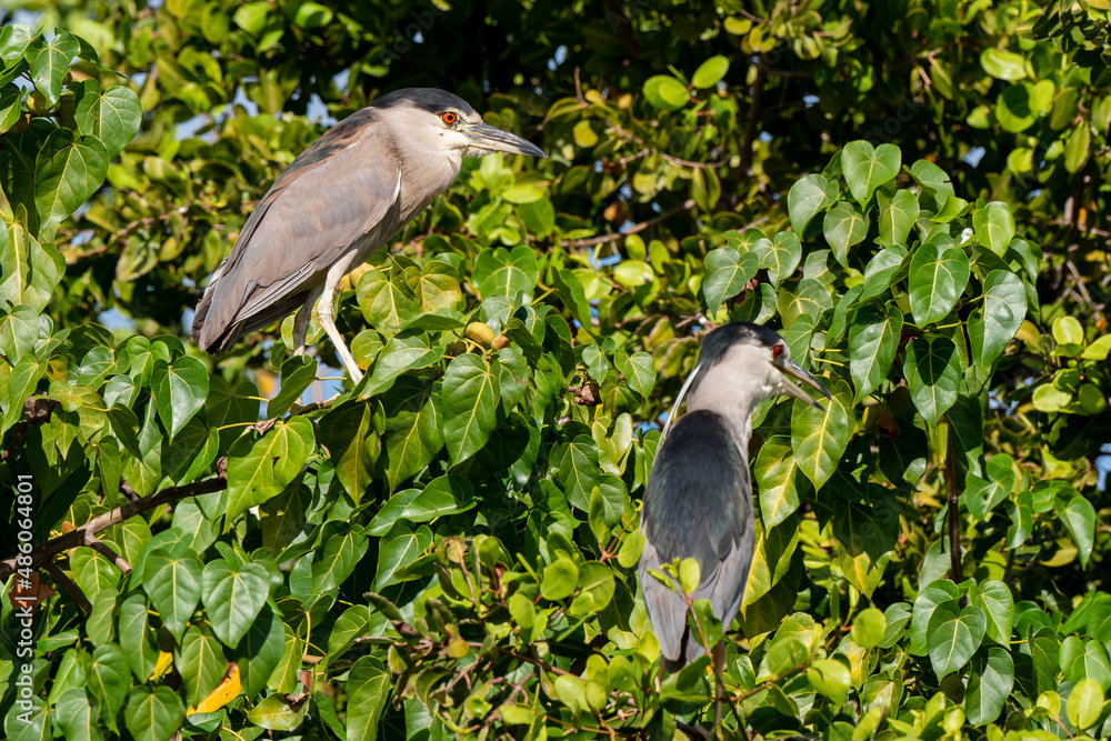 Fototapeta premium Bihoreau gris, Héron bihoreau,.Nycticorax nycticorax, Black crowned Night Heron