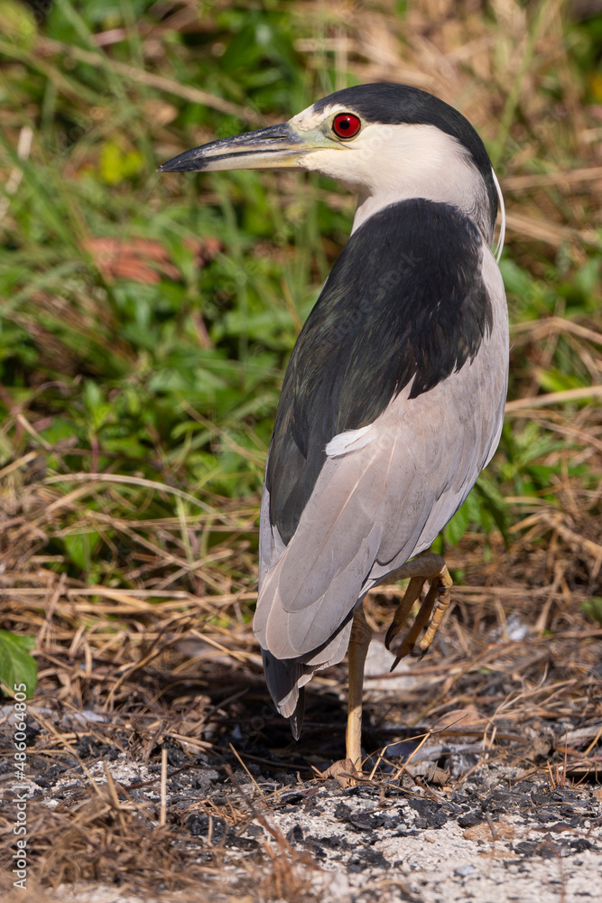 Naklejka premium Bihoreau gris, Héron bihoreau,.Nycticorax nycticorax, Black crowned Night Heron