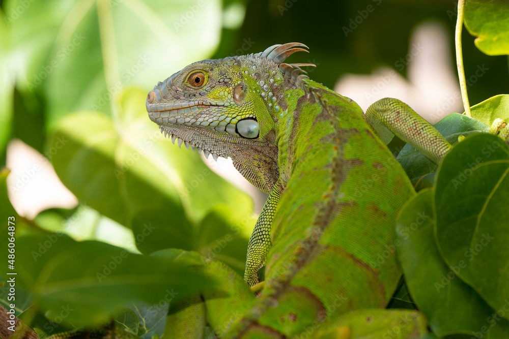 Obraz premium Iguane vert , Iguane commun, Iguana iguana