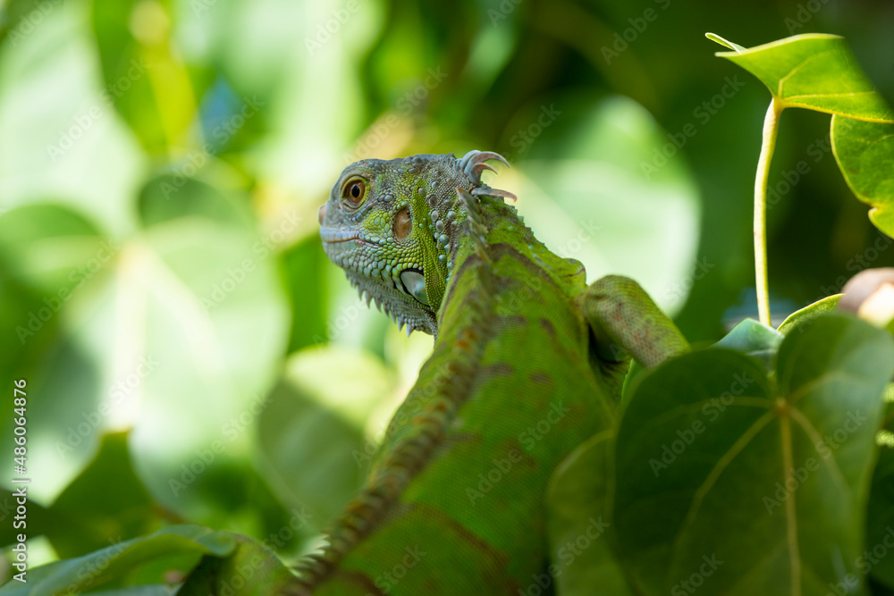 Obraz premium Iguane vert , Iguane commun, Iguana iguana