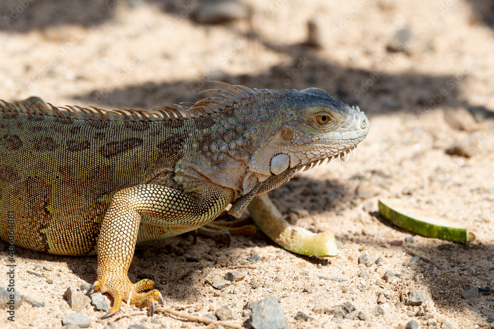 Iguane vert , Iguane commun, Iguana iguana Iguane vert , Iguane commun, Iguana iguana
