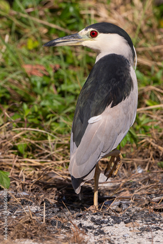 Bihoreau gris, Héron bihoreau,.Nycticorax nycticorax, Black crowned Night Heron