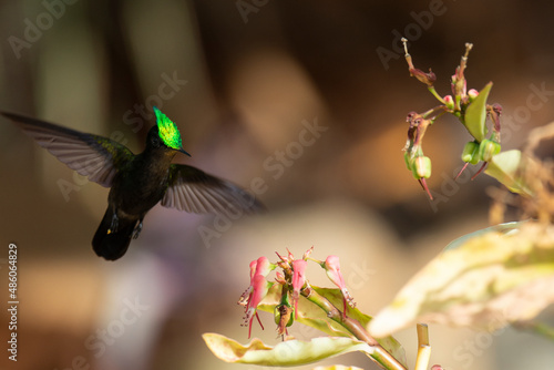 Colibri huppé, .Orthorhyncus cristatus,  Antillean Crested Hummingbird, Ile de Saint Martin, Antilles © JAG IMAGES