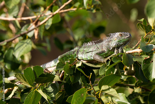 Wallpaper Mural Iguane vert , Iguane commun, Iguana iguana Torontodigital.ca