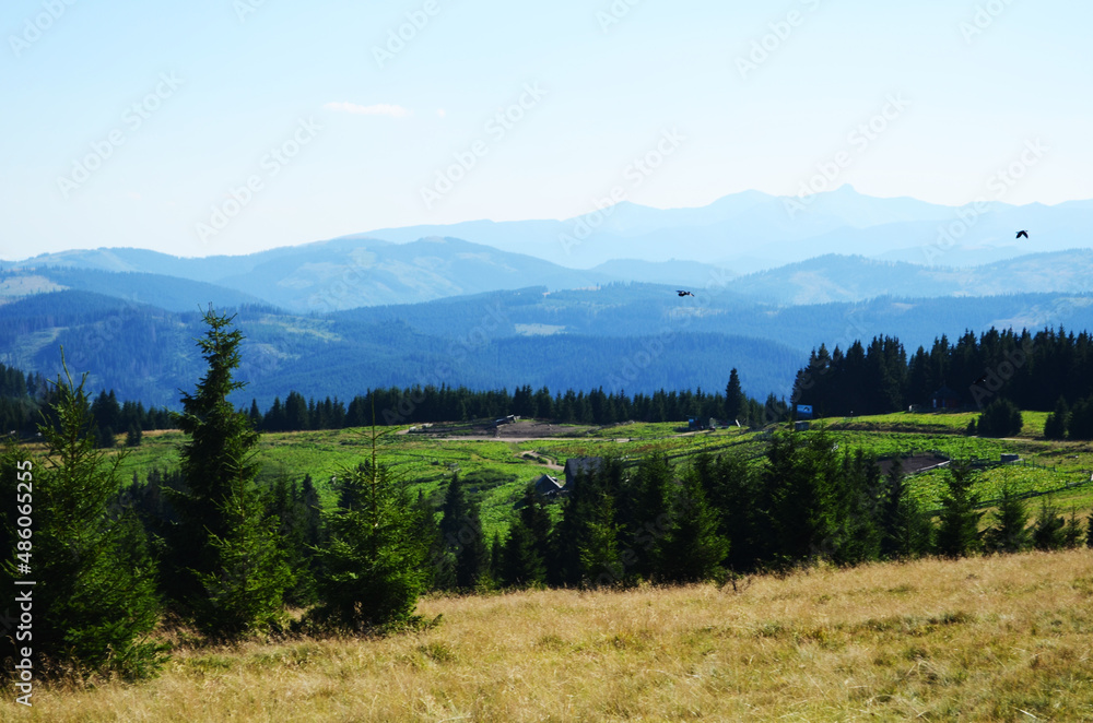 Flying crows in the blue sky above the forest.