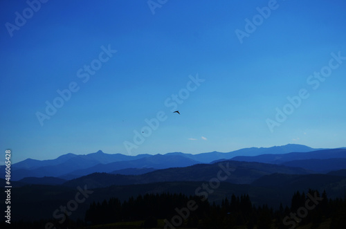 Flying crows in the blue sky above the forest. photo