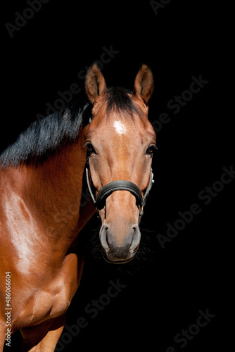 Pferdeportrait von einem braunen Warmblut Pferd mit schwarzem Halfter im Sonnenlicht vor schwarzen Hintergrund
