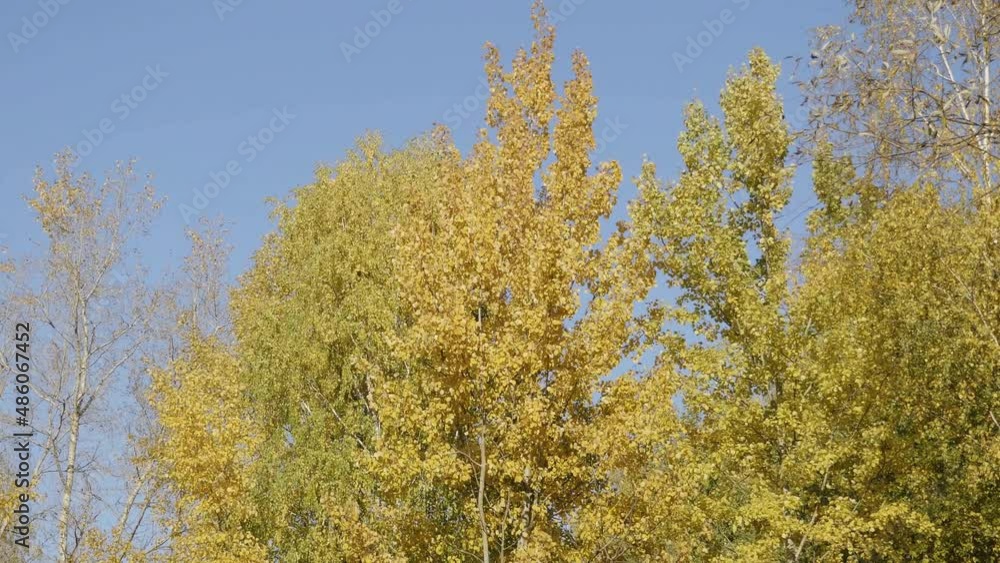 Autumn leaves fall in the forest, natural landscape. Autumn leaves fall in the forest, natural landscape.