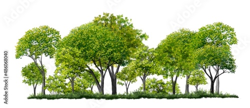 watercolor forest or tree side view isolated on white background for landscape plan and architecture layout drawing, elements for environment and garden