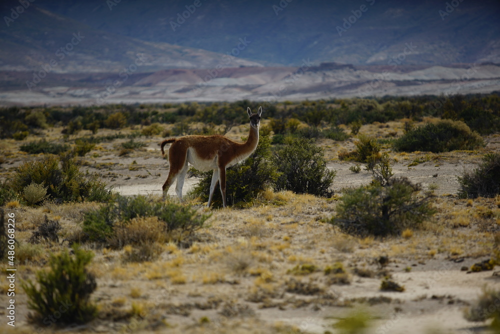 Naklejka premium guanaco, bosques petrificados