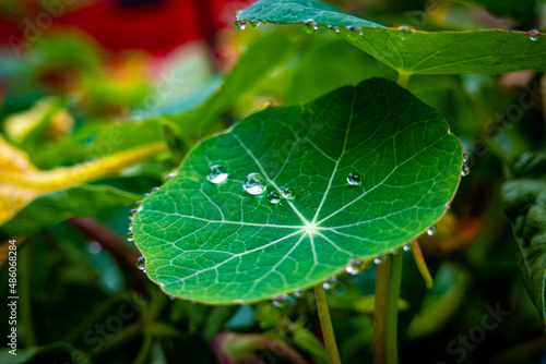Leaf with water drops