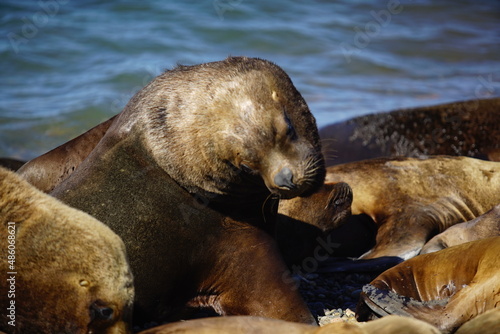 sea lion on the beach