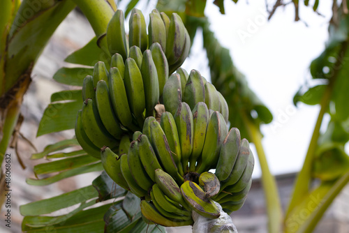 Banana trees are bearing fruit. Close-up bunch of still unripe green mini bananas growing on a tree against the backdrop of palm branches