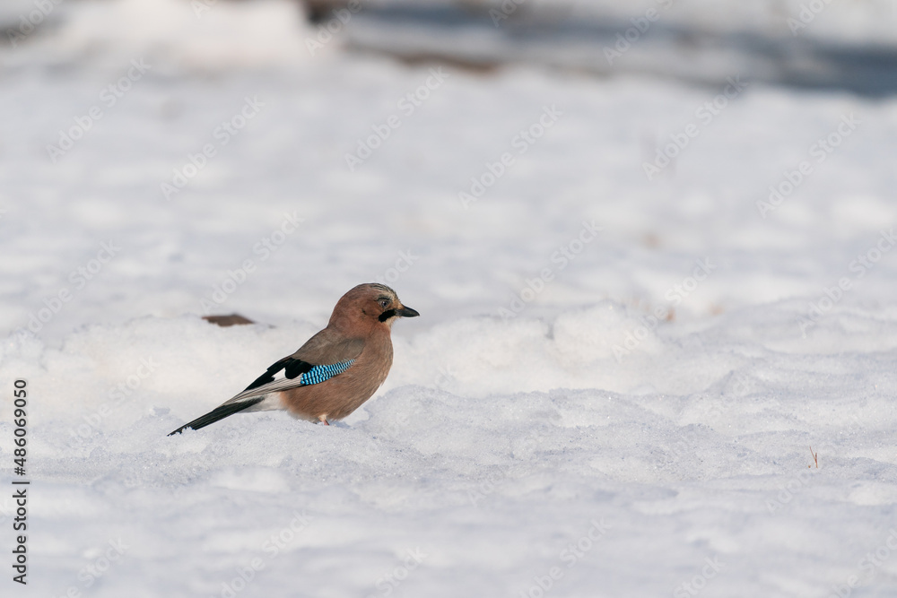 The Eurasian jay (Garrulus glandarius) The Eurasian jay (Garrulus glandarius)