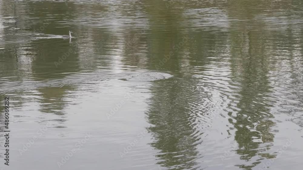 Goose on walk floating in the pond water. Goose on walk floating in the pond water.