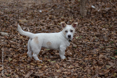 A lovely dog in the wild