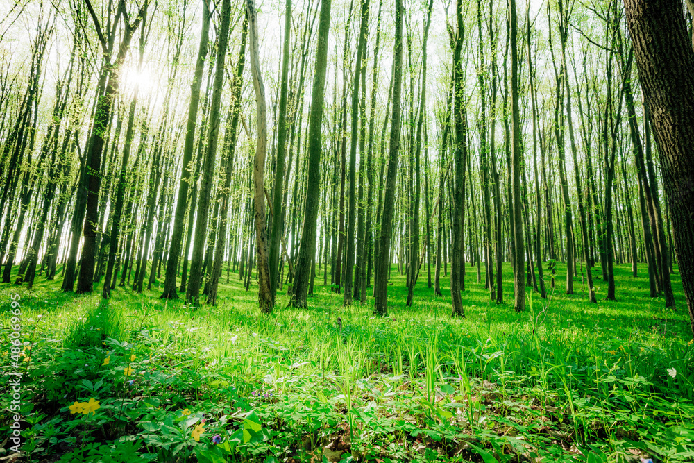 Fototapeta premium a spring forest trees. nature green wood sunlight backgrounds.
