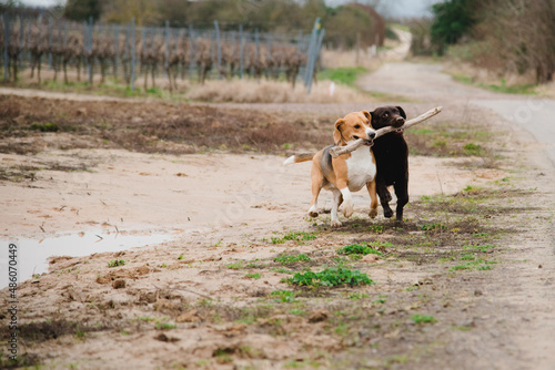 Fototapeta Naklejka Na Ścianę i Meble -  Spielende Hunde